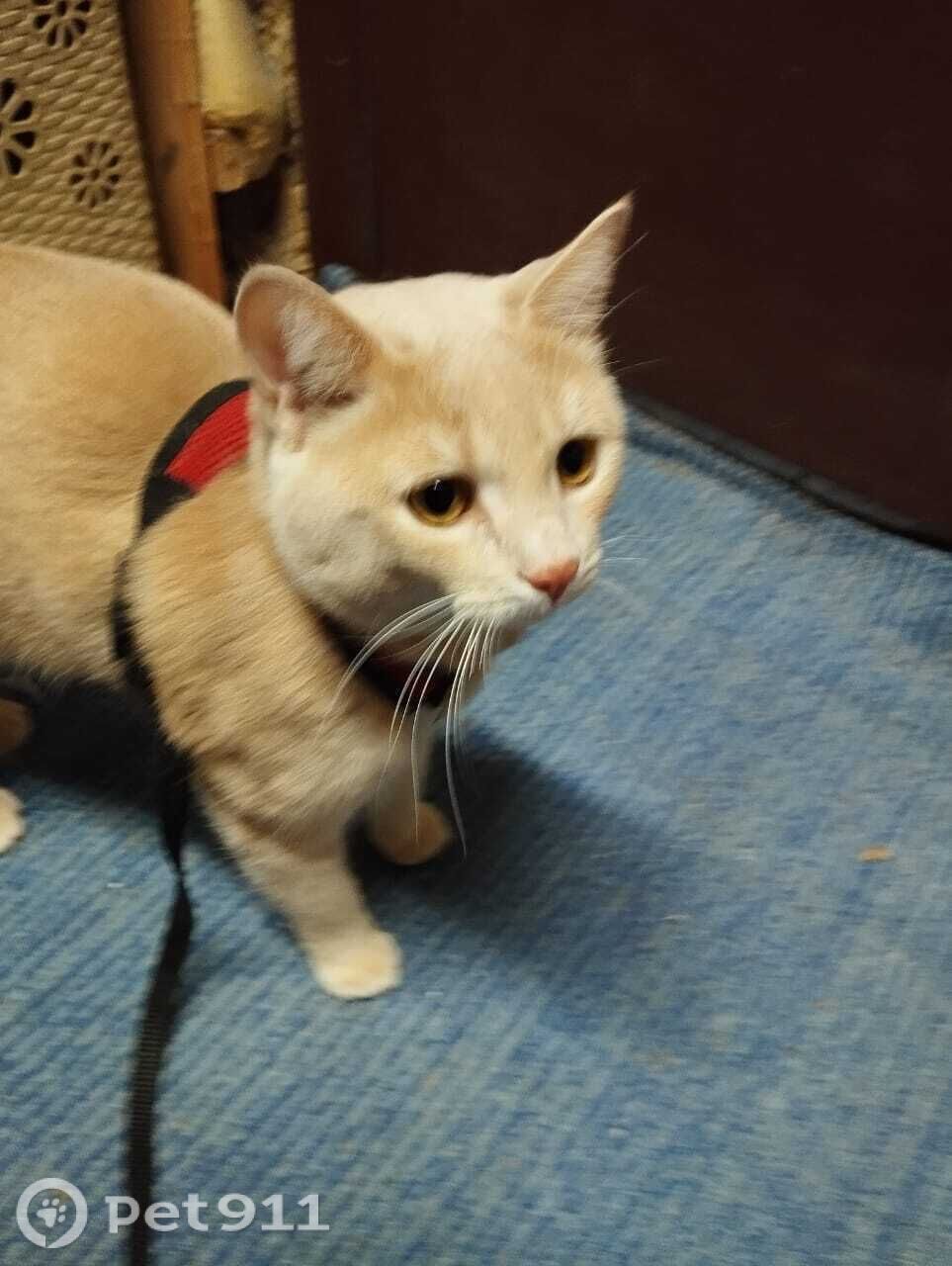 Найдена кошка в Владивостоке — фото объявления