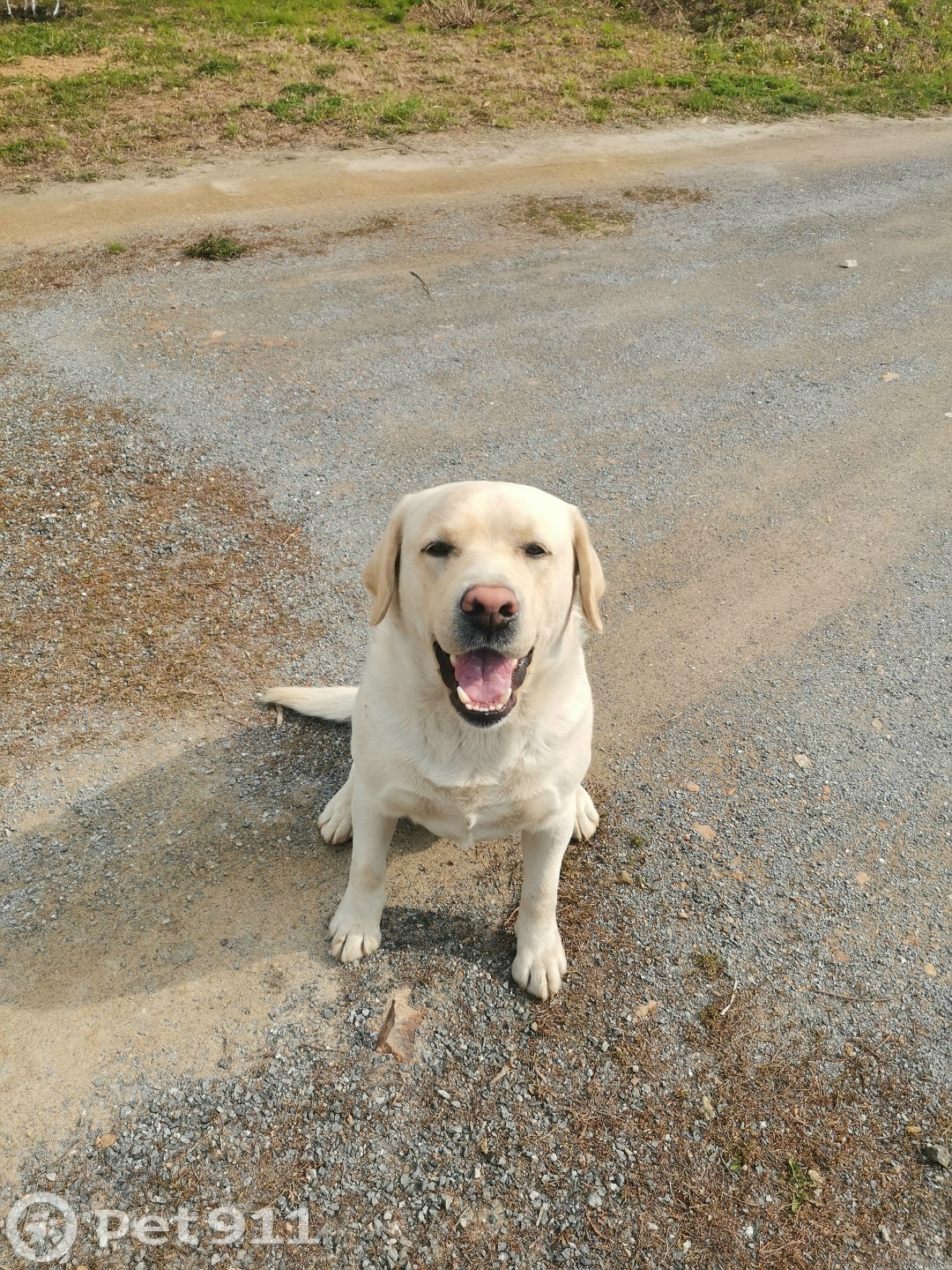 Пропала собака в Владивостоке — фото объявления
