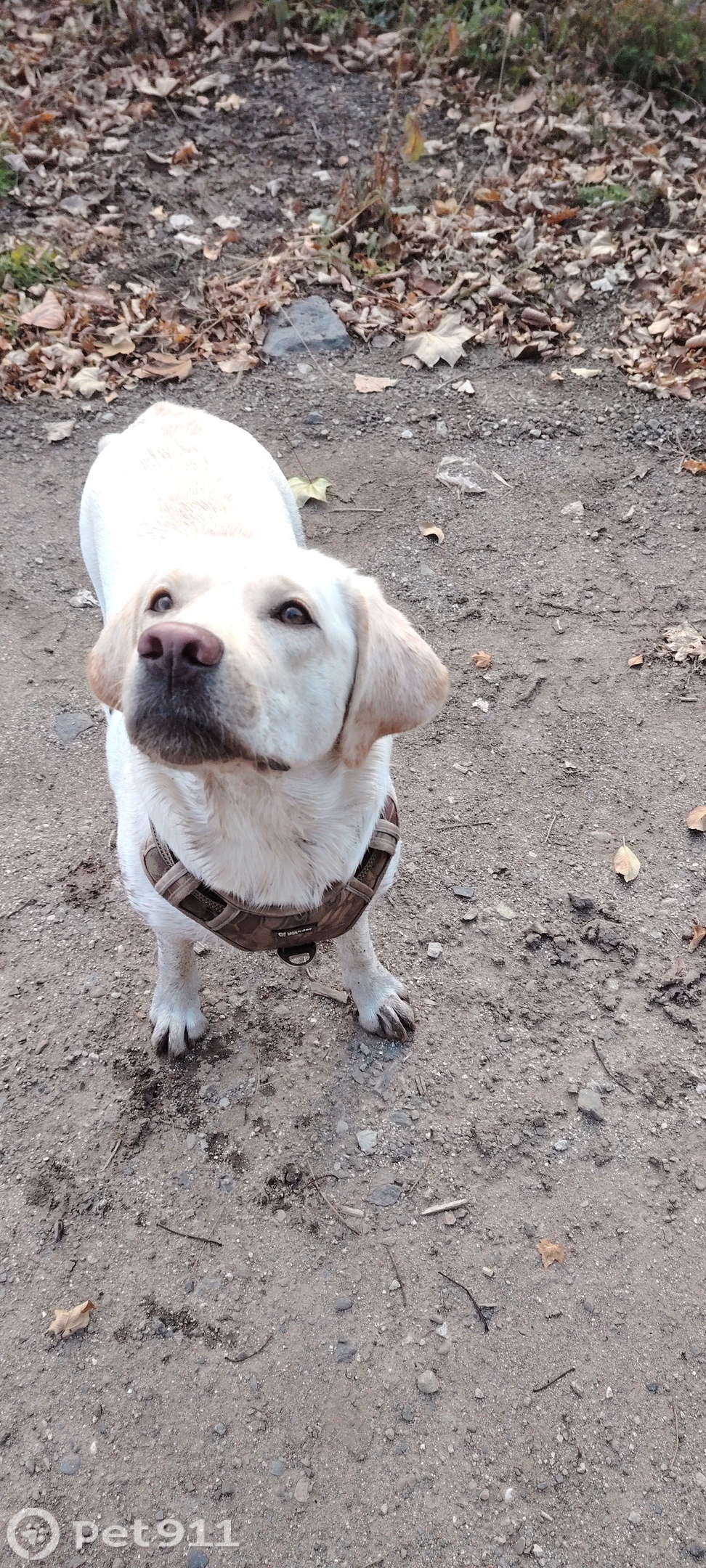 Пропала собака в Владивостоке — фото объявления
