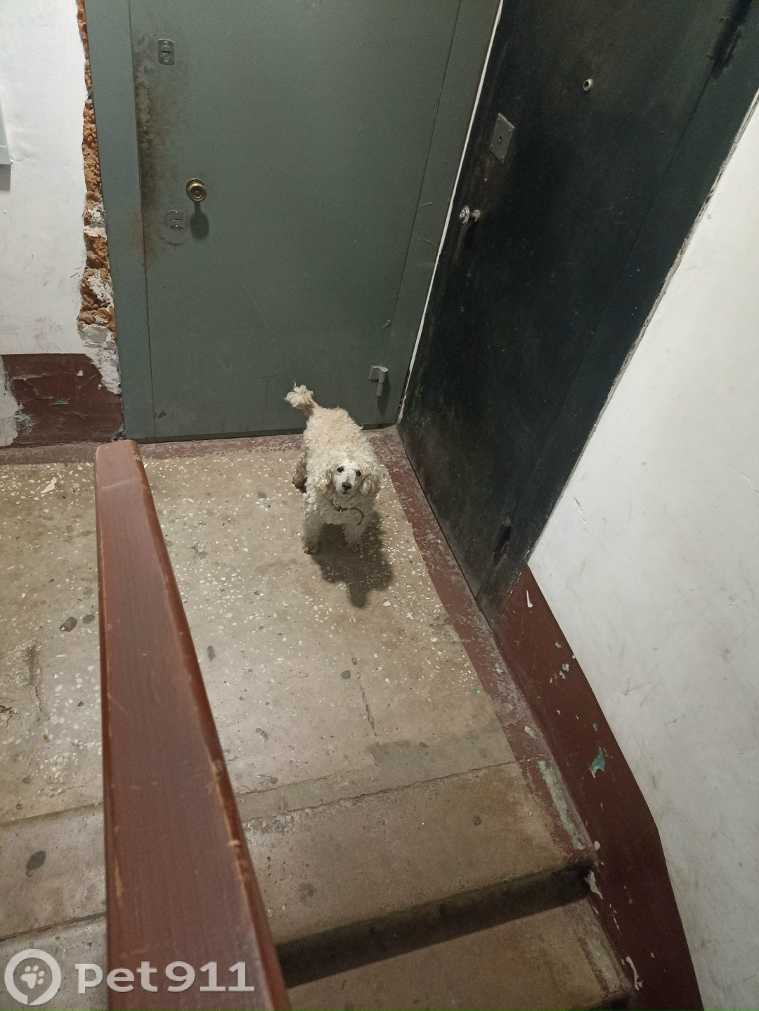 Найдена собака в Владивостоке — фото объявления