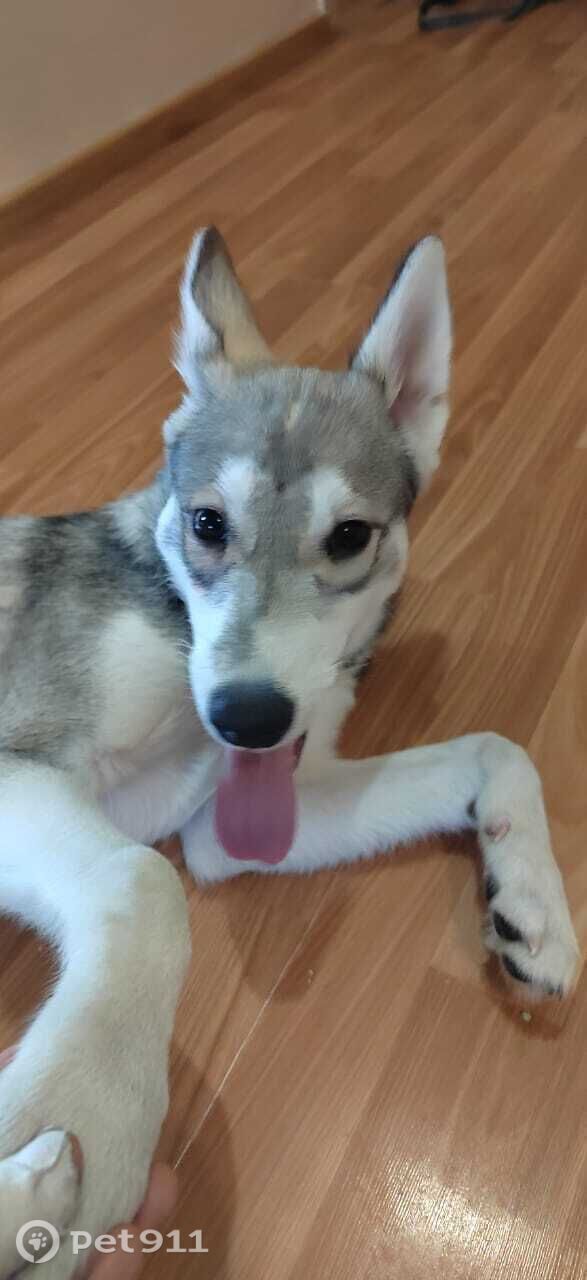 Найдена собака в Владивостоке — фото объявления