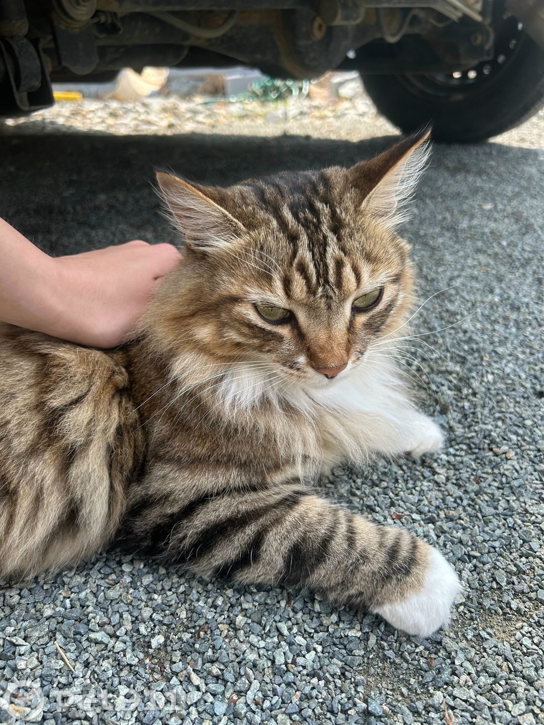 Пропала кошка в Владивостоке — фото объявления