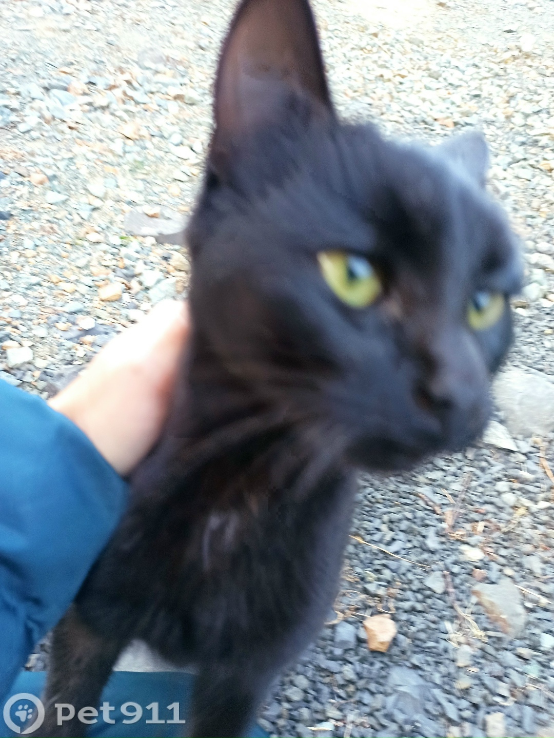 Найдена кошка в Владивостоке — фото объявления