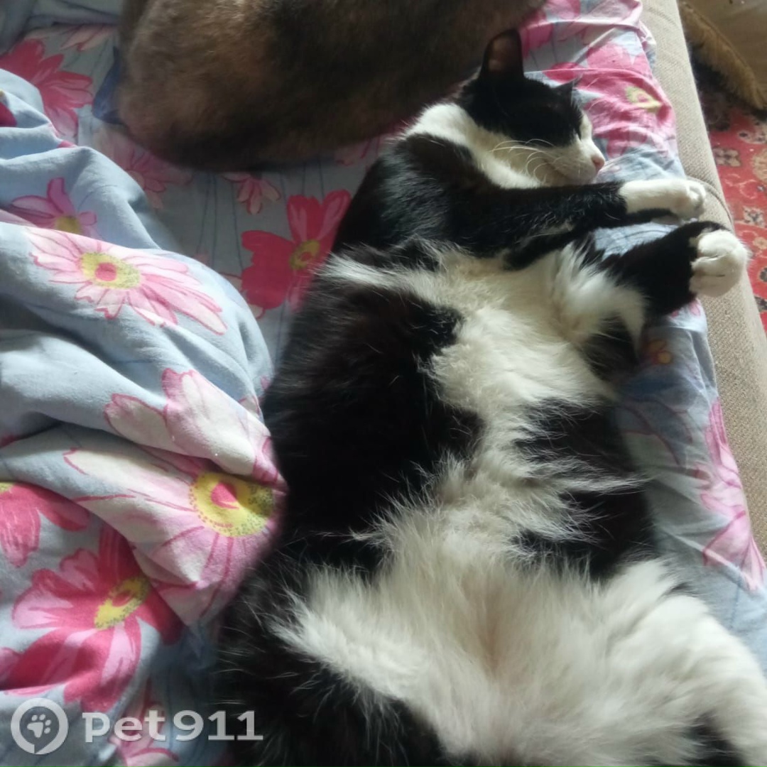 Пропала кошка в Владивостоке — фото объявления