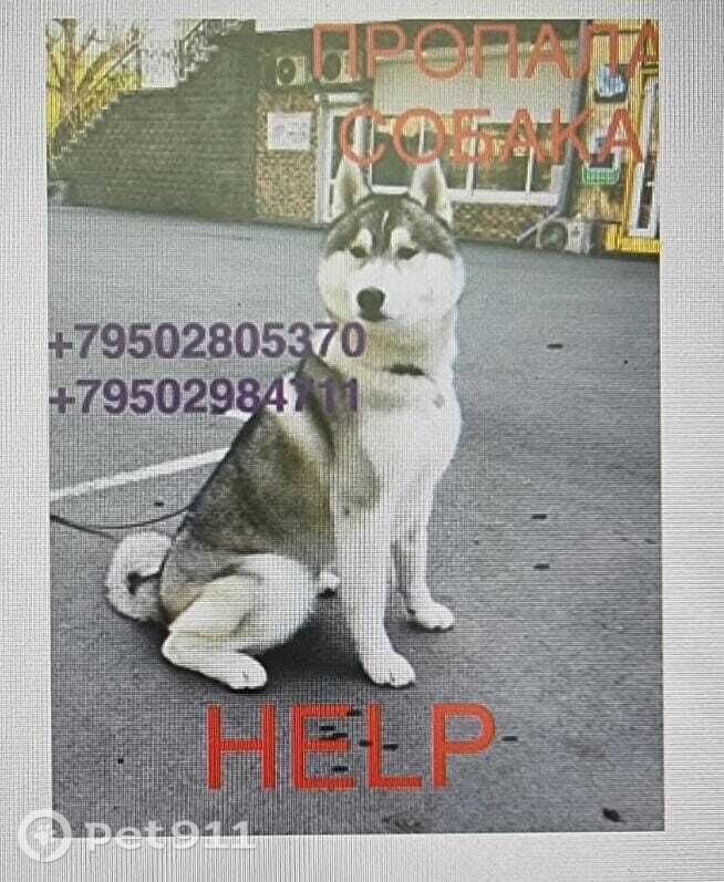 Пропала собака в Владивостоке — фото объявления