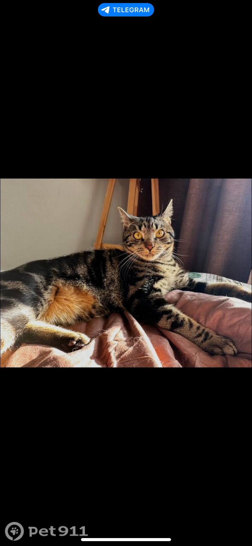 Пропала кошка в Владивостоке — фото объявления