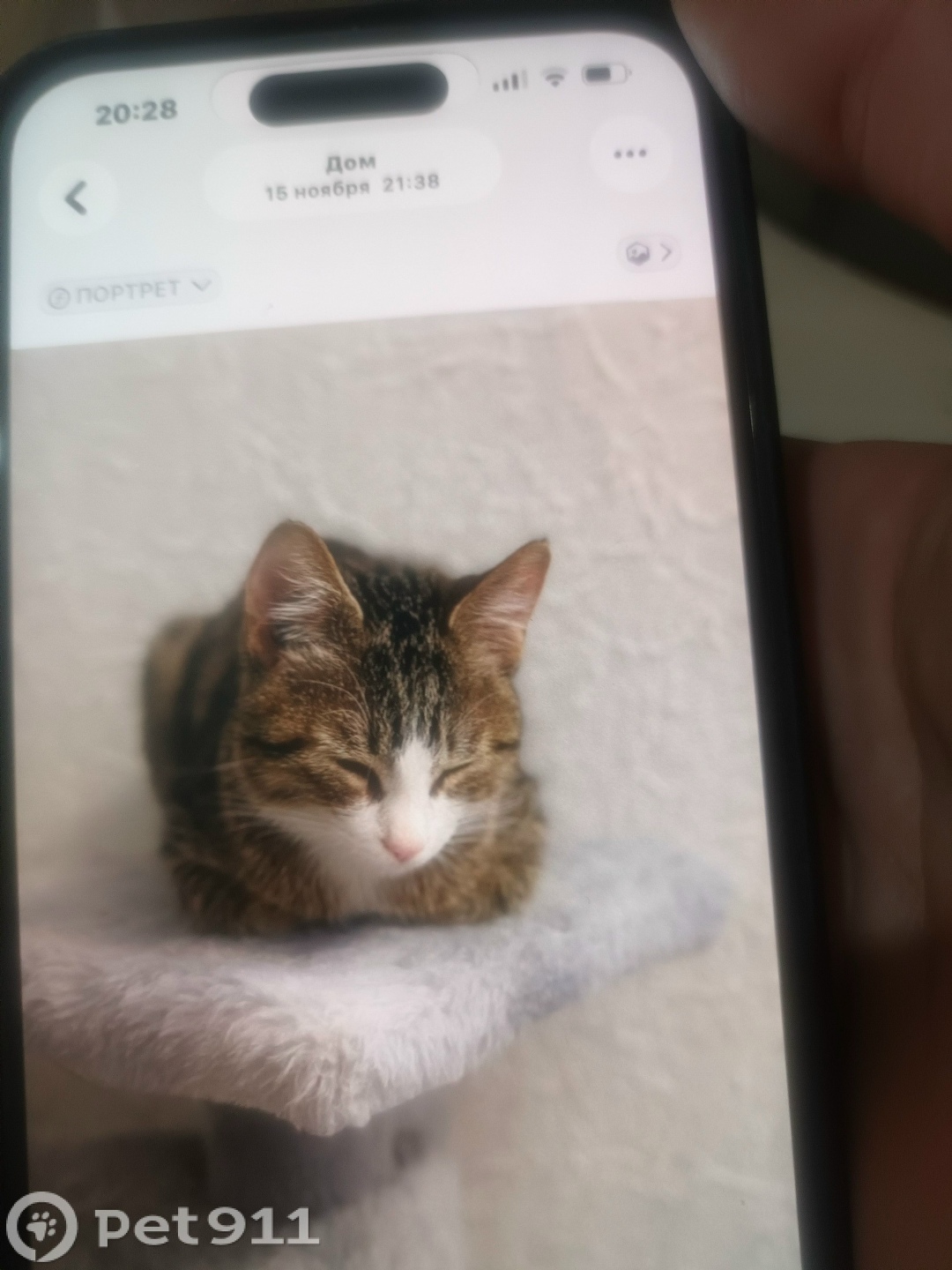 Пропала кошка в Владивостоке — фото объявления