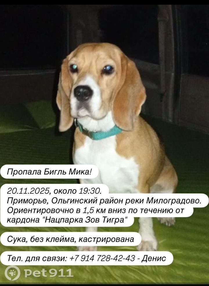 Пропала собака в Владивостоке — фото объявления