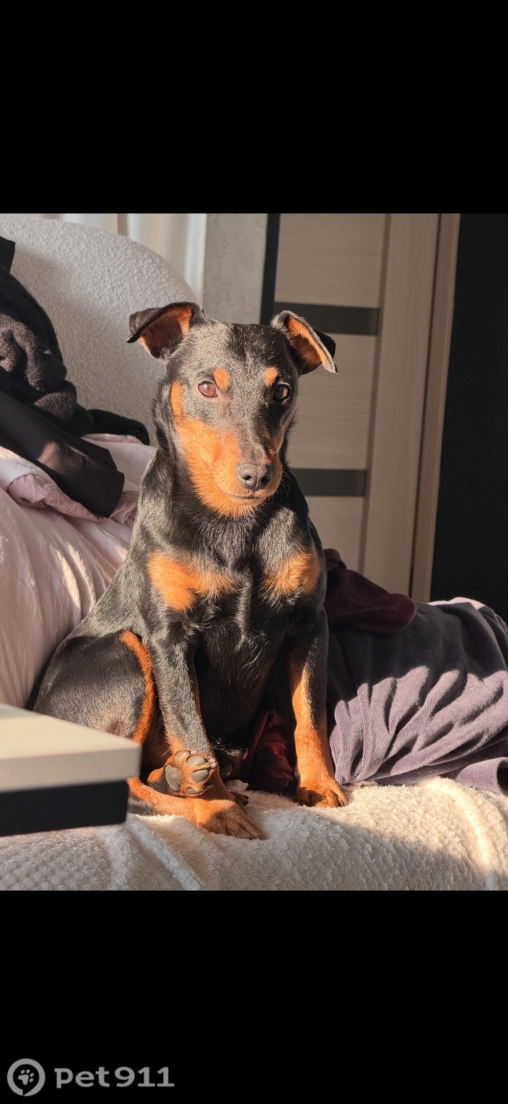 Пропала собака в Владивостоке — фото объявления