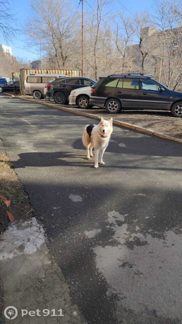 Найдена собака в Владивостоке — фото объявления