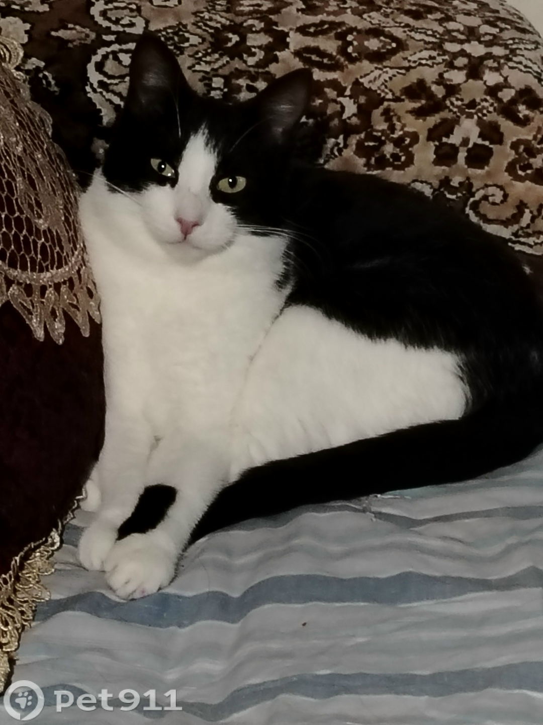 Пропала кошка в Владивостоке — фото объявления