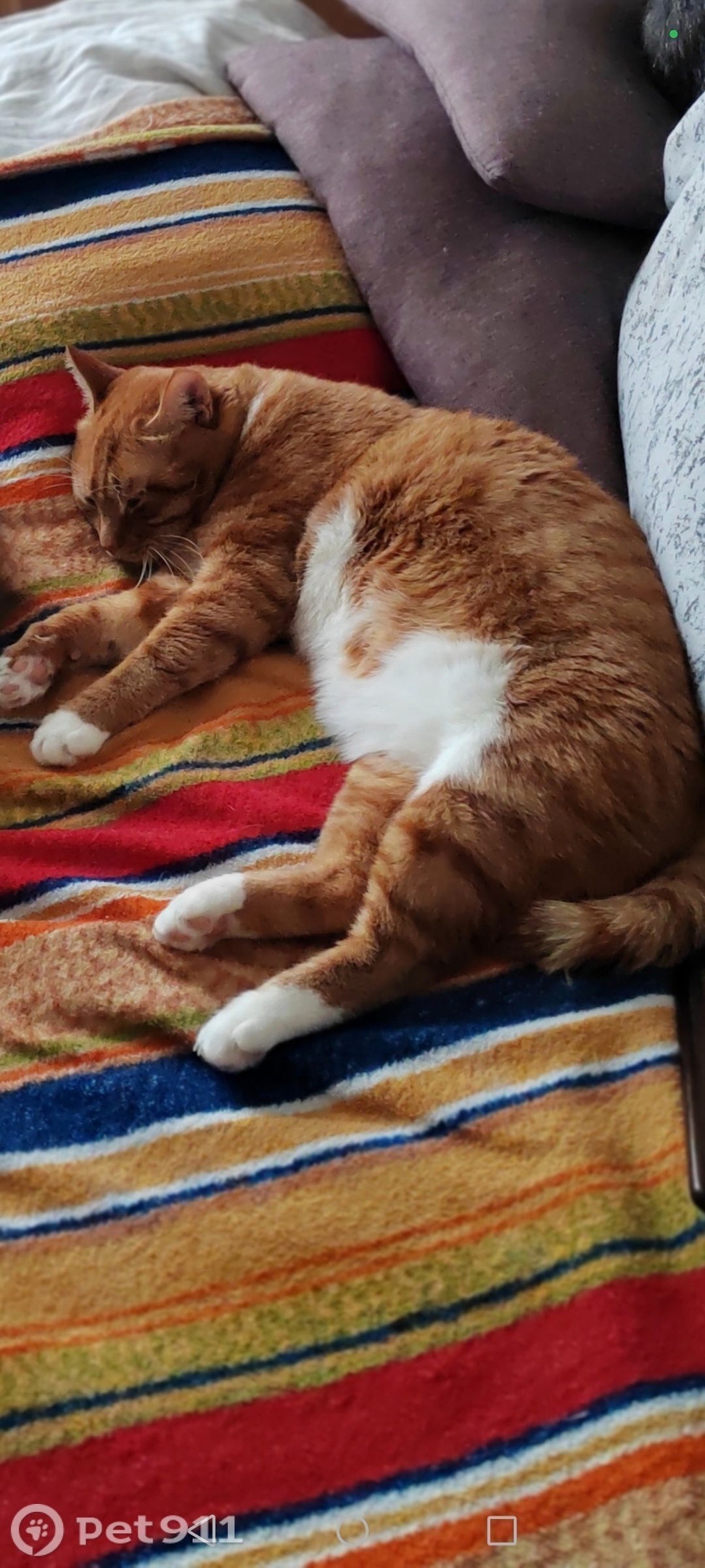 Пропала кошка в Владивостоке — фото объявления