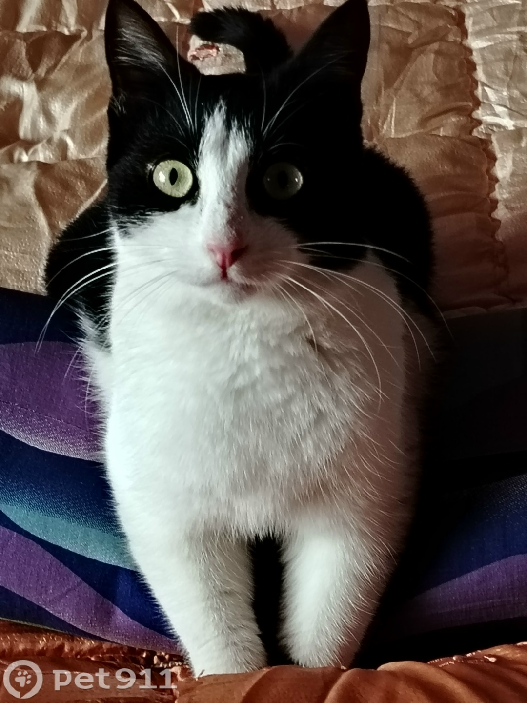 Пропала кошка в Владивостоке — фото объявления