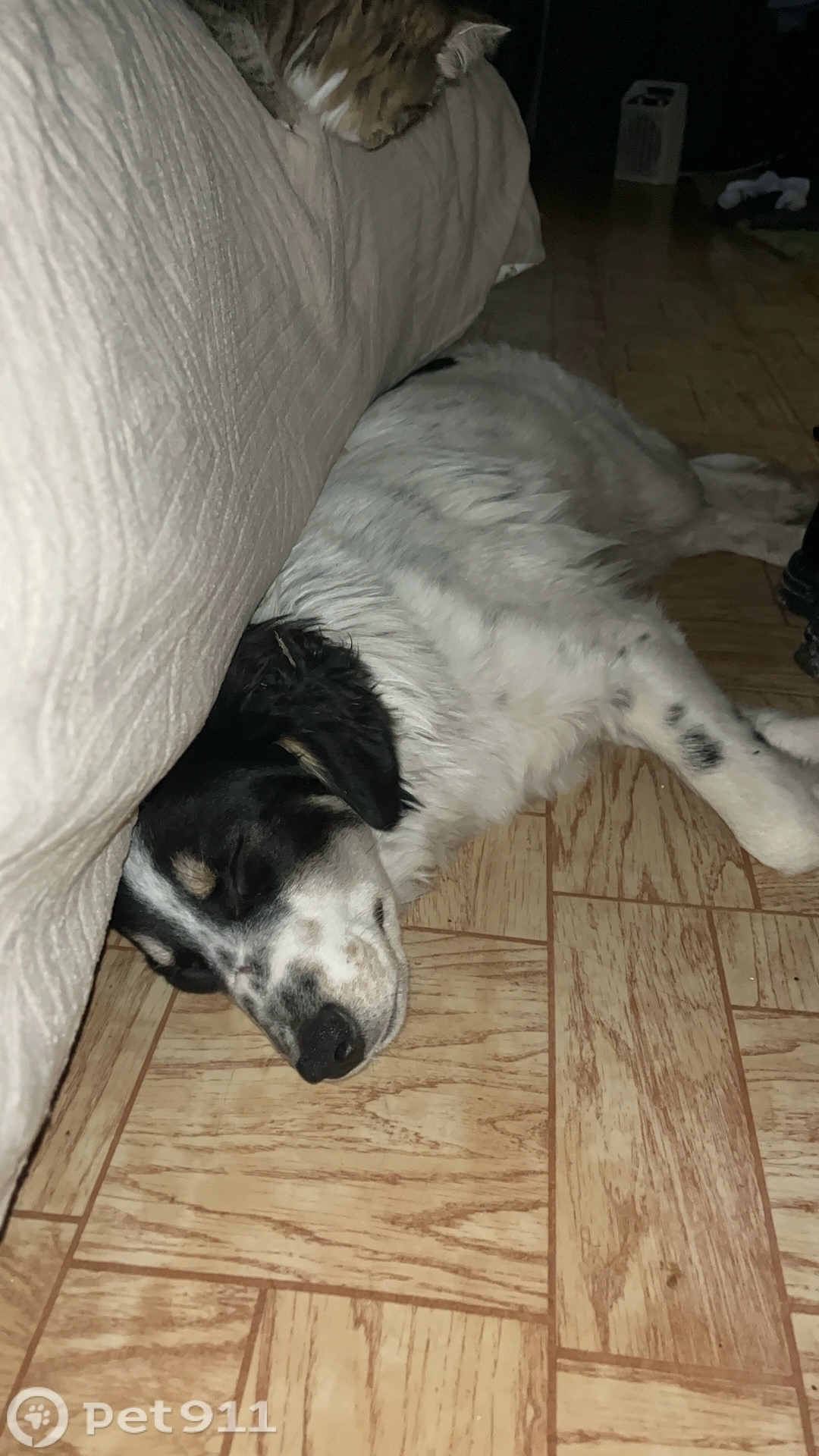 Найдена собака в Владивостоке — фото объявления