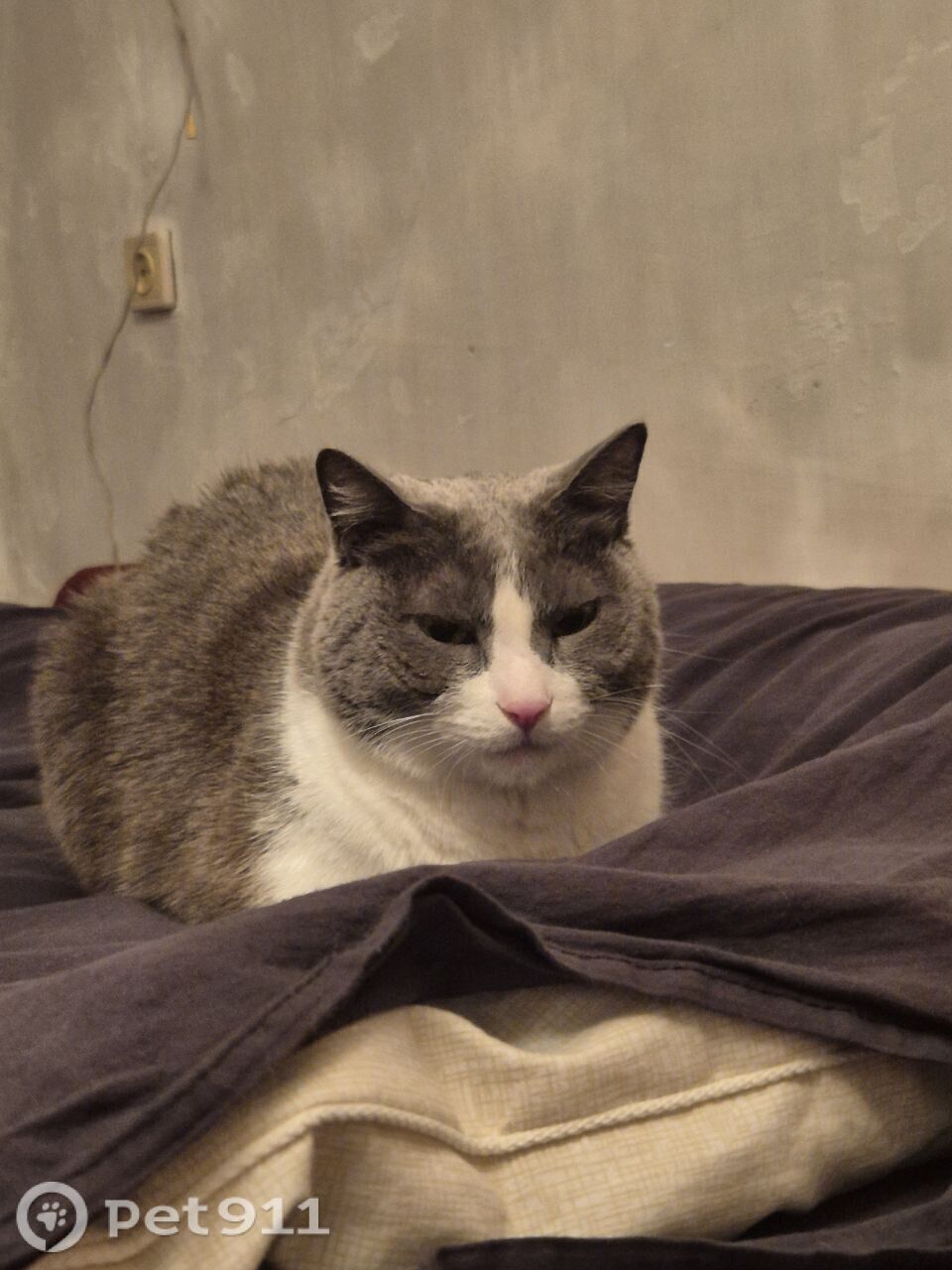 Пропала кошка в Владивостоке — фото объявления