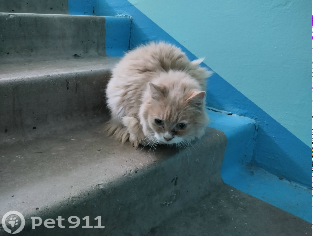 Найдена кошка в Владивостоке — фото объявления