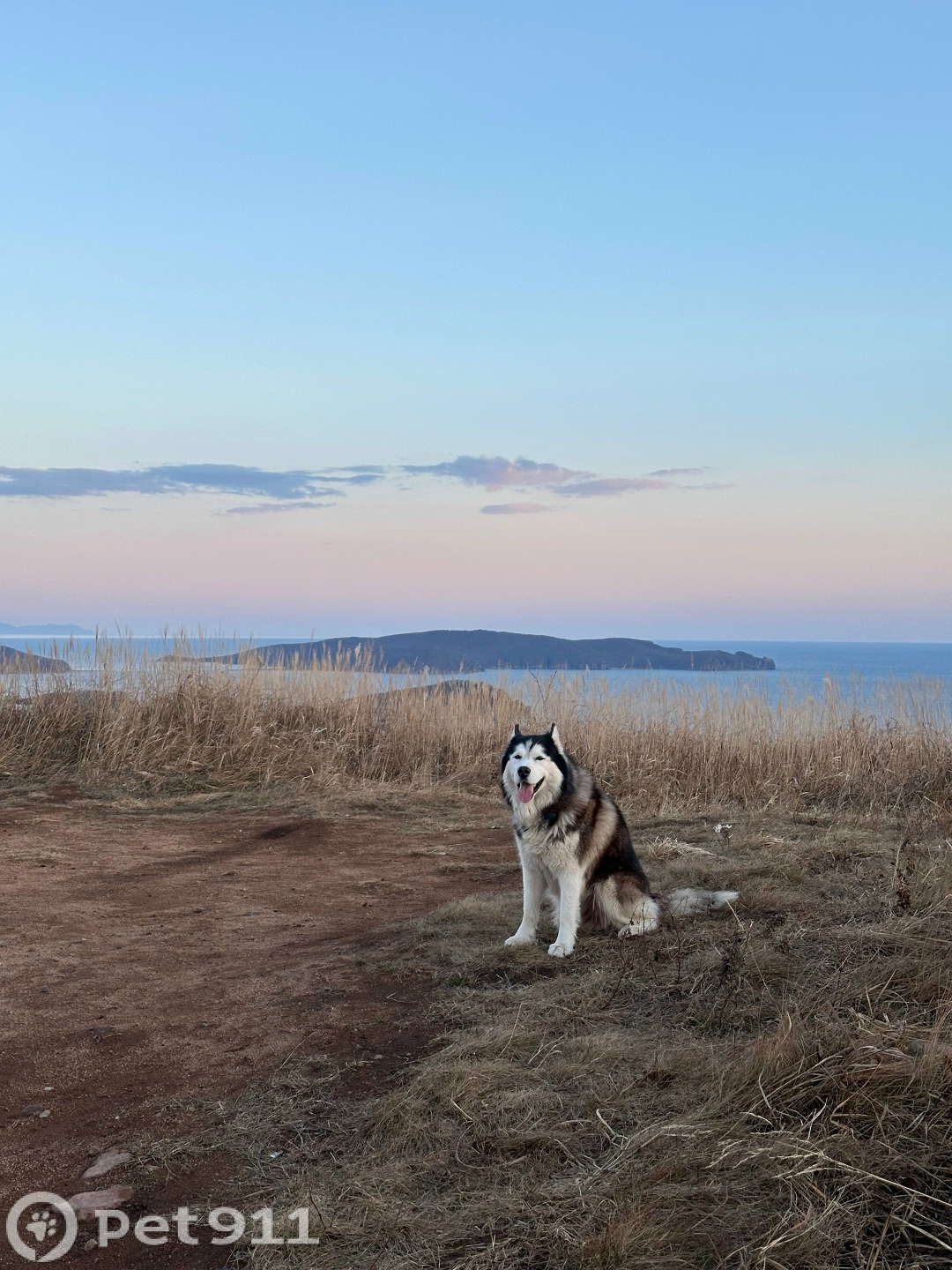Пропала собака в Владивостоке — фото объявления
