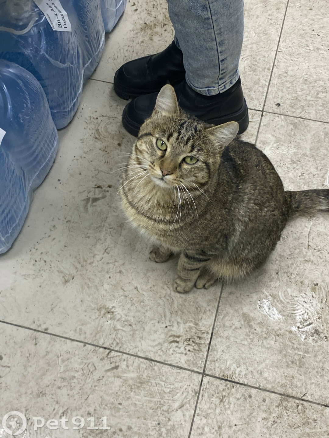 Найдена кошка в Владивостоке — фото объявления