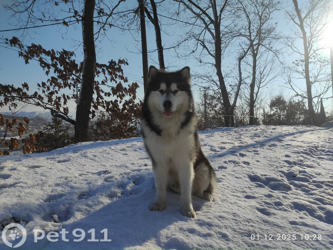 Пропала собака в Владивостоке — фото объявления