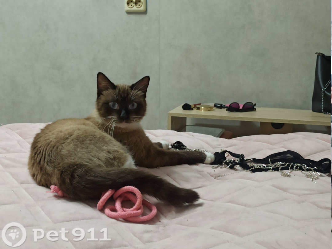 Найдена кошка в Владивостоке — фото объявления