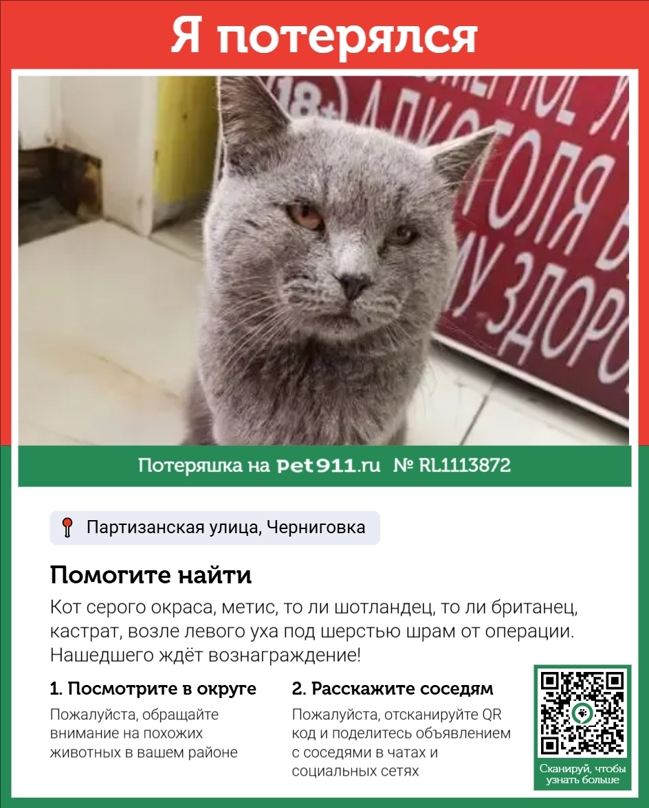 Пропала кошка в Владивостоке — фото объявления