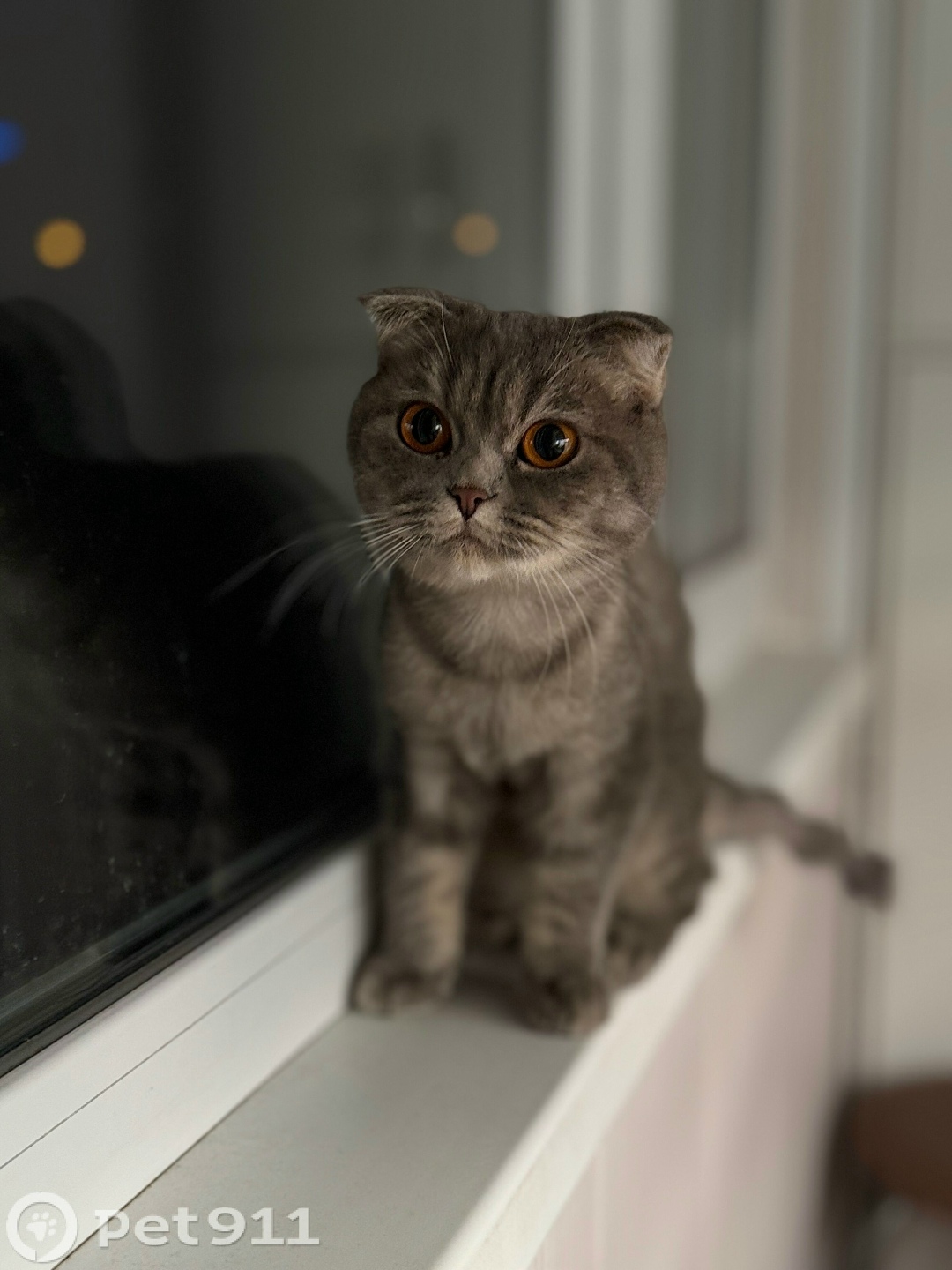 Пропала кошка в Владивостоке — фото объявления