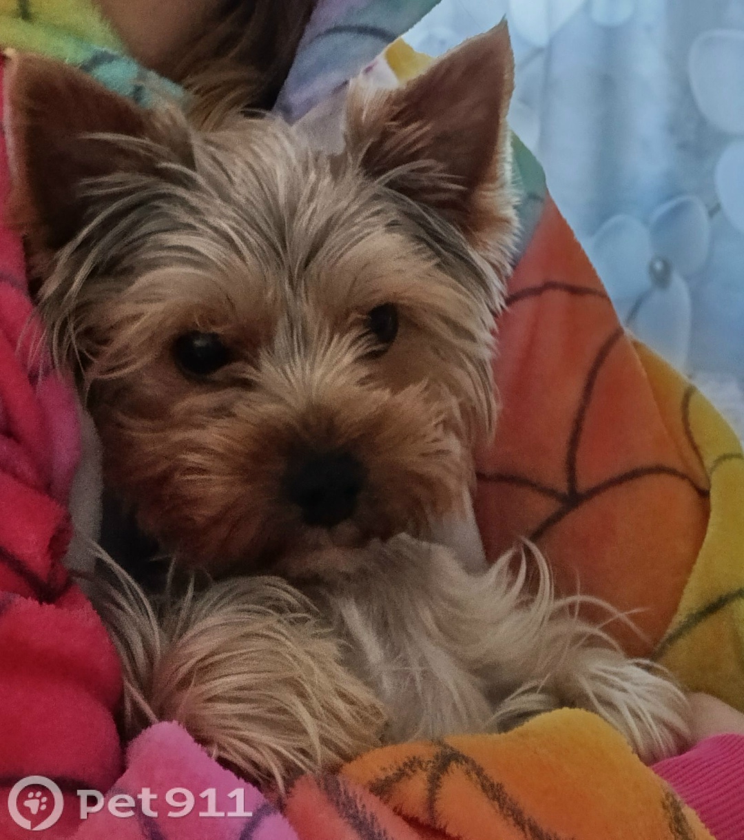 Пропала собака в Владивостоке — фото объявления