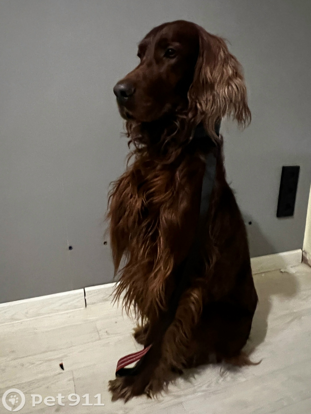 Найдена собака в Владивостоке — фото объявления