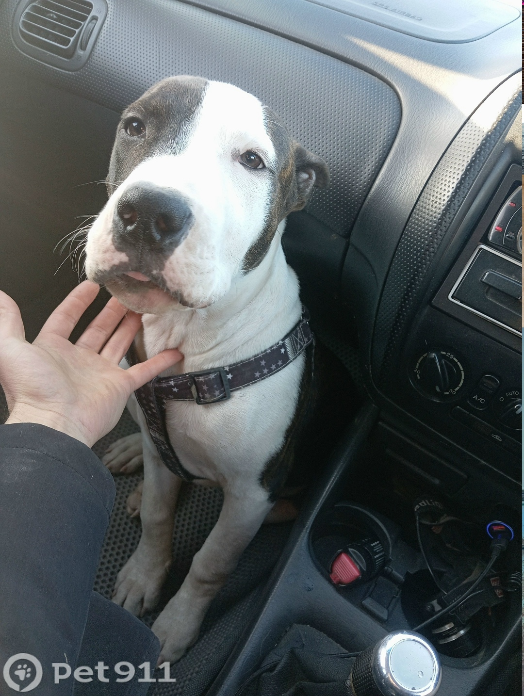 Найдена собака в Владивостоке — фото объявления