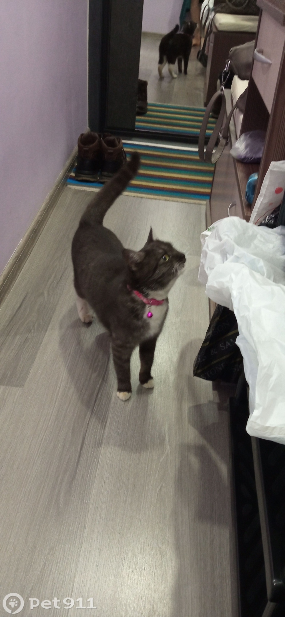 Найдена кошка в Владивостоке — фото объявления