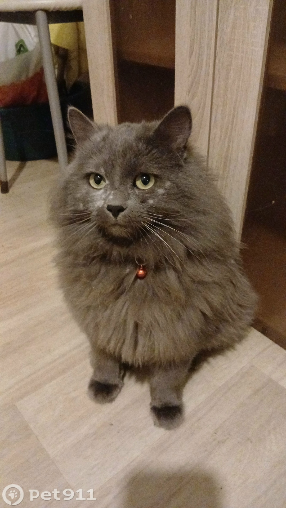 Пропала кошка в Владивостоке — фото объявления