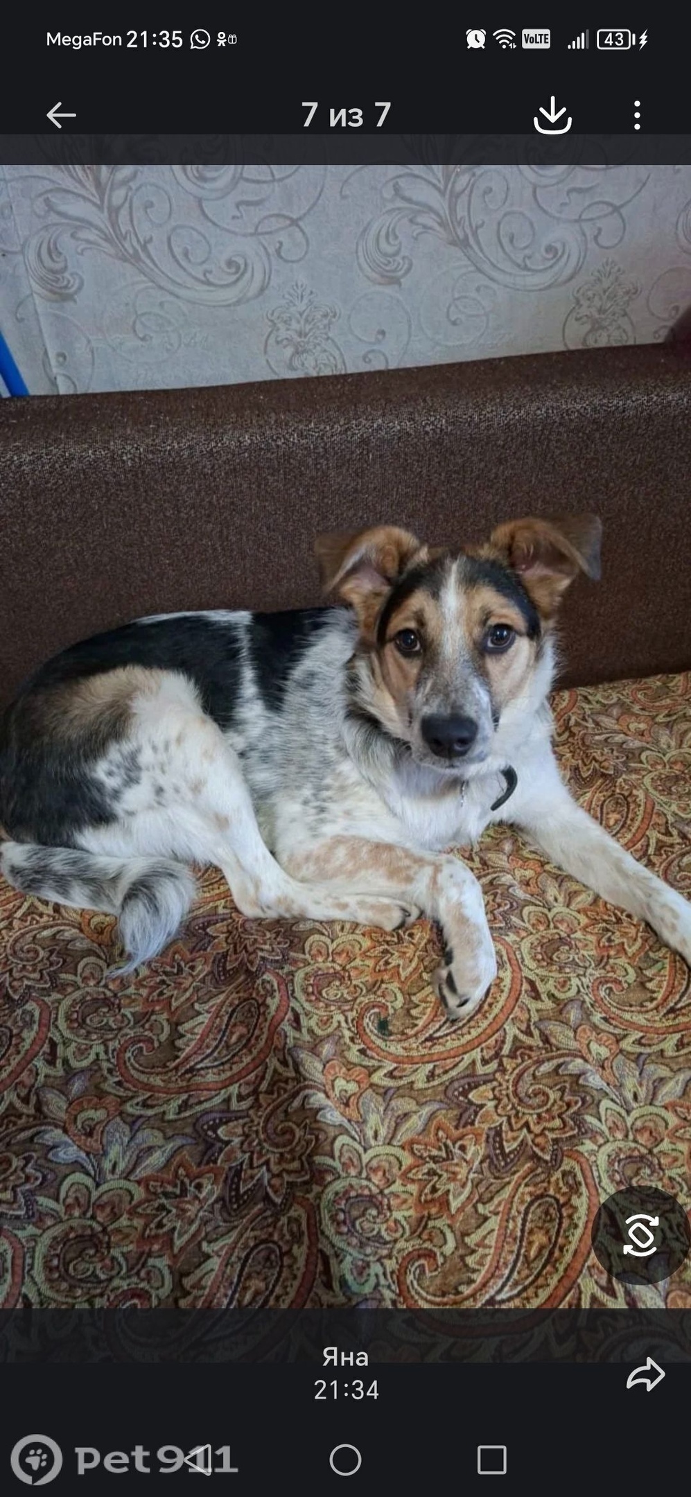 Пропала собака в Владивостоке — фото объявления