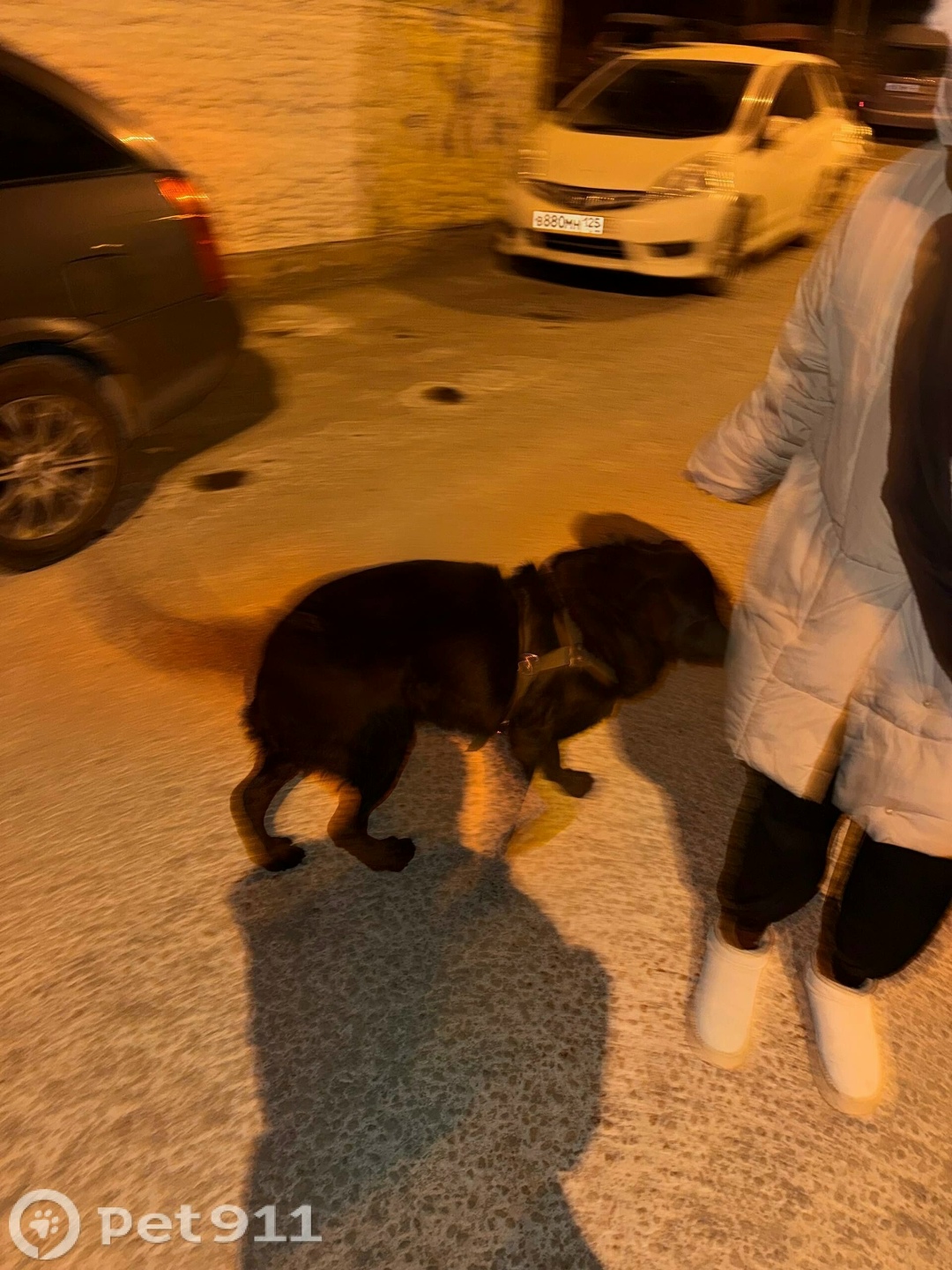 Найдена собака в Владивостоке — фото объявления