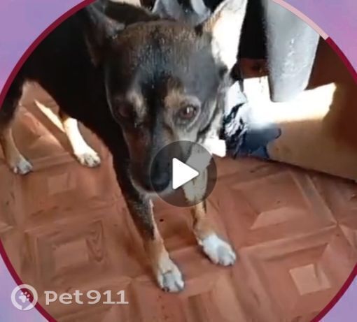 Пропала собака в Владивостоке — фото объявления