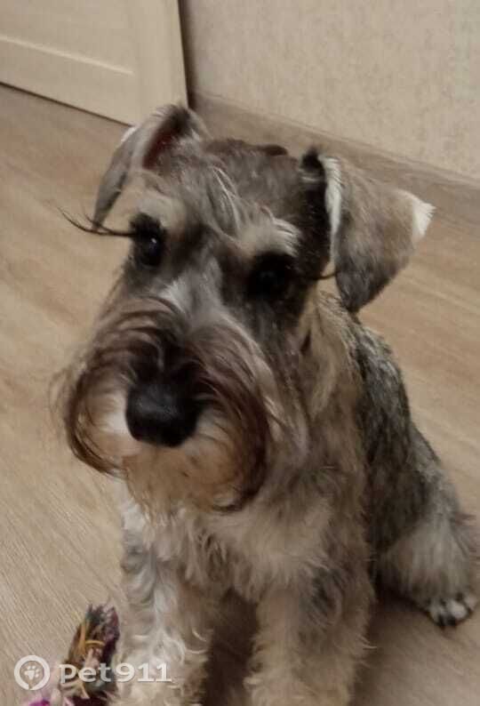 Пропала собака в Владивостоке — фото объявления