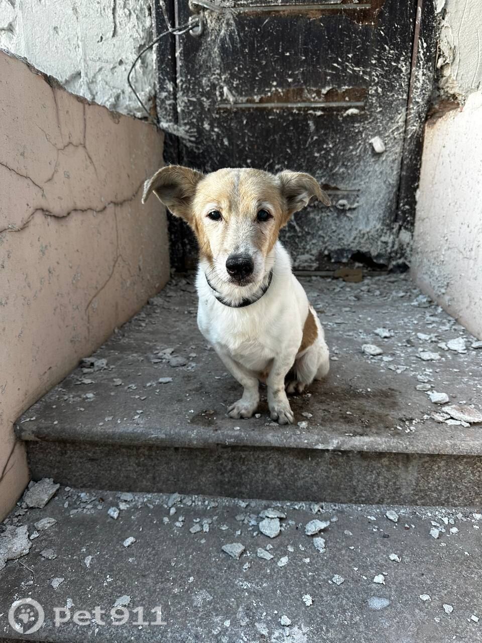 Найдена собака в Владивостоке — фото объявления