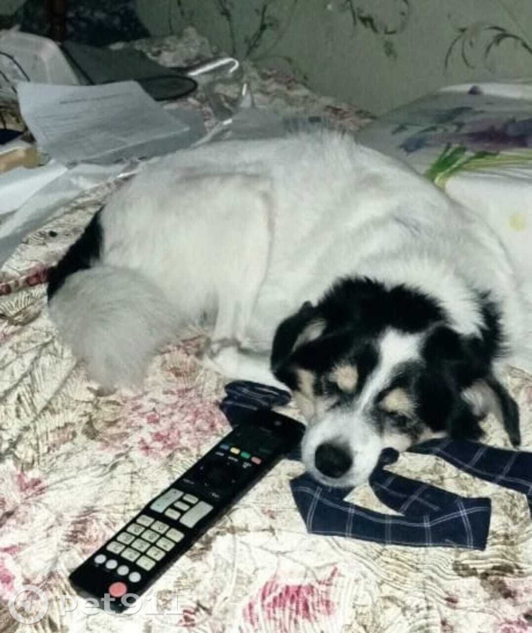 Пропала собака в Владивостоке — фото объявления