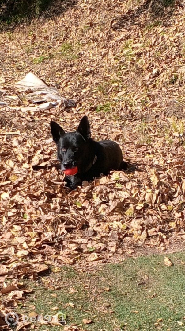 Пропала собака в Владивостоке — фото объявления