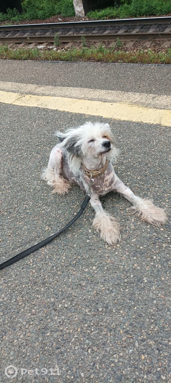 Пропала собака в Владивостоке — фото объявления