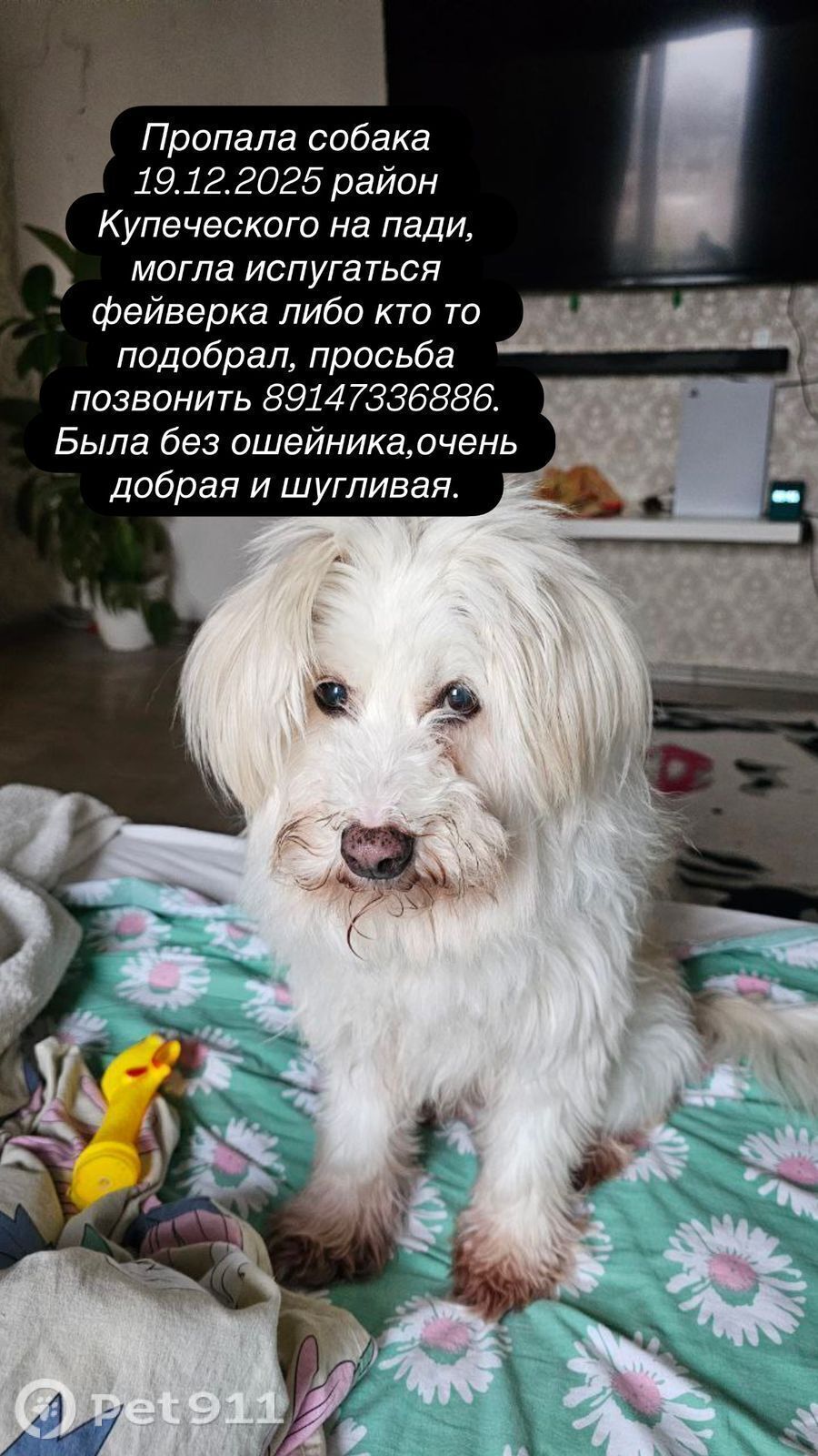 Пропала собака в Владивостоке — фото объявления