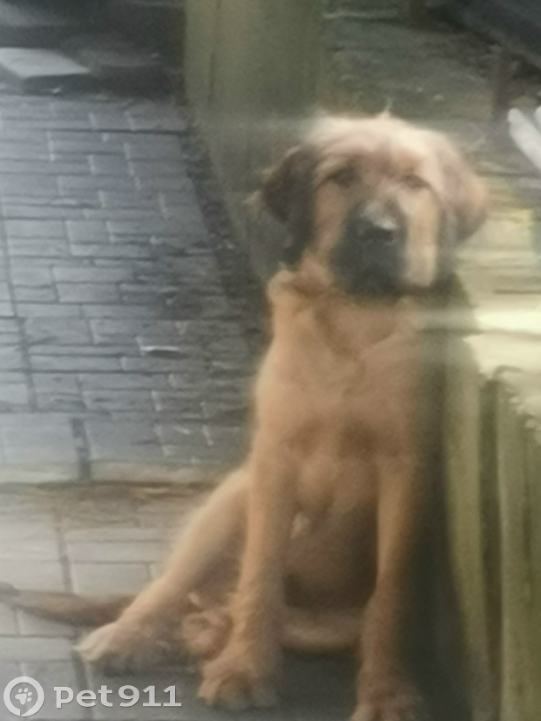 Пропала собака в Владивостоке — фото объявления