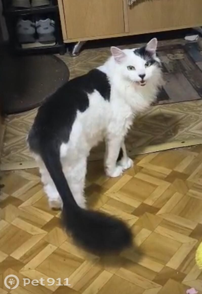 Пропала кошка в Владивостоке — фото объявления