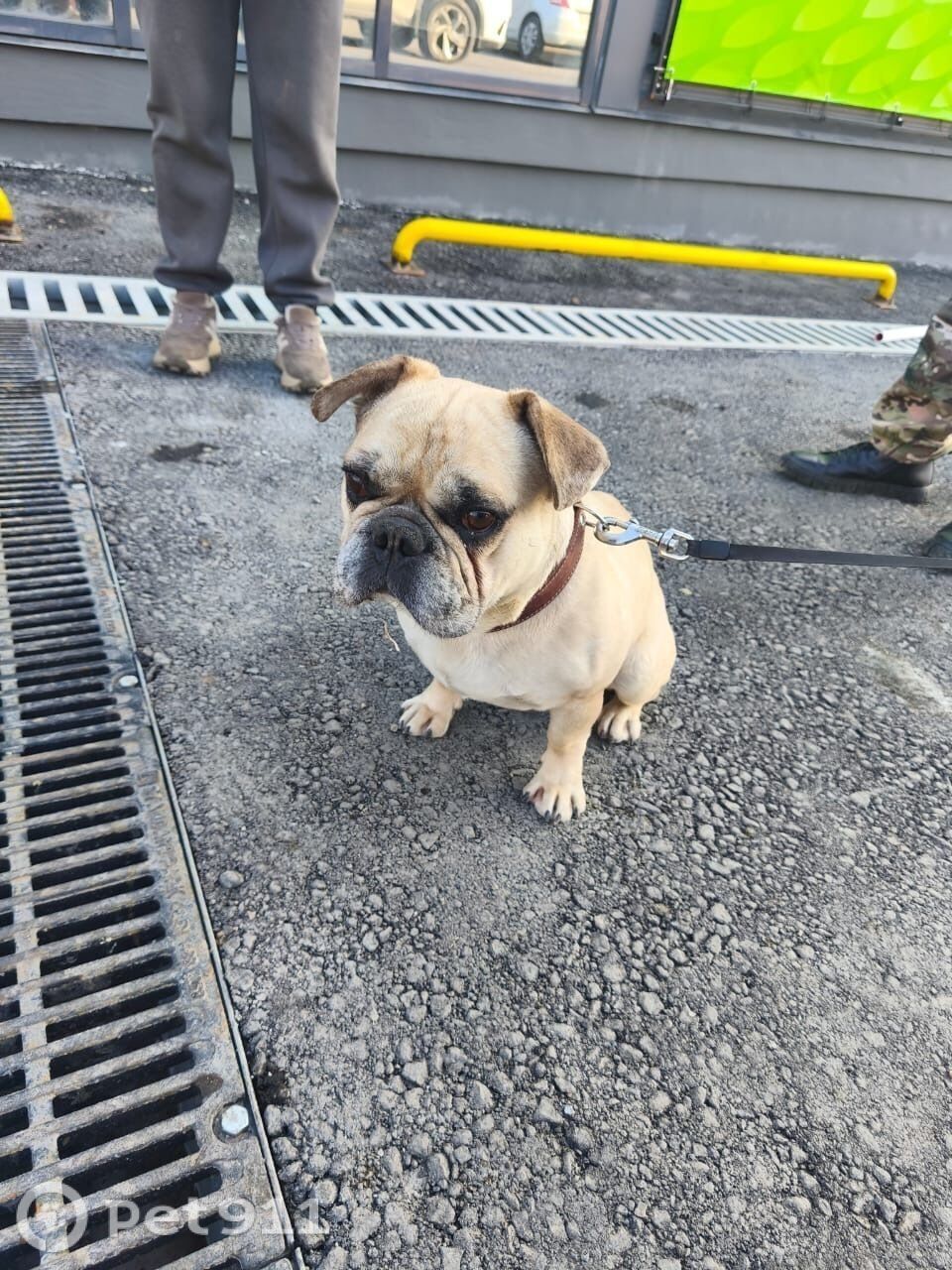 Найдена собака в Владивостоке — фото объявления