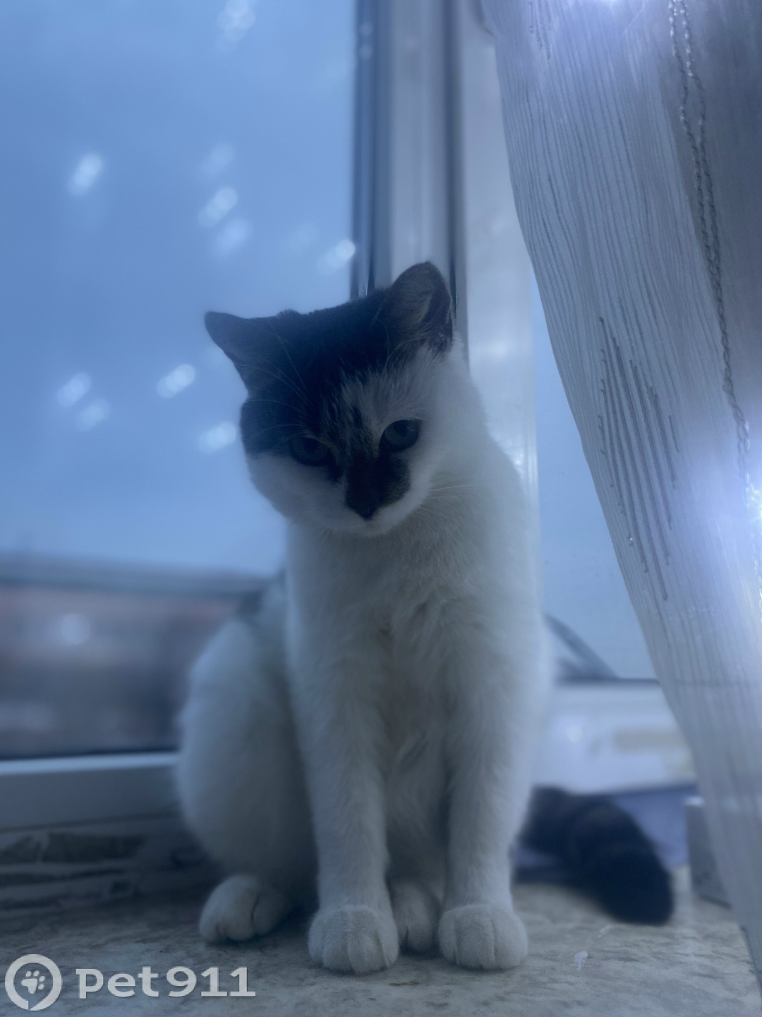 Пропала кошка в Владивостоке — фото объявления