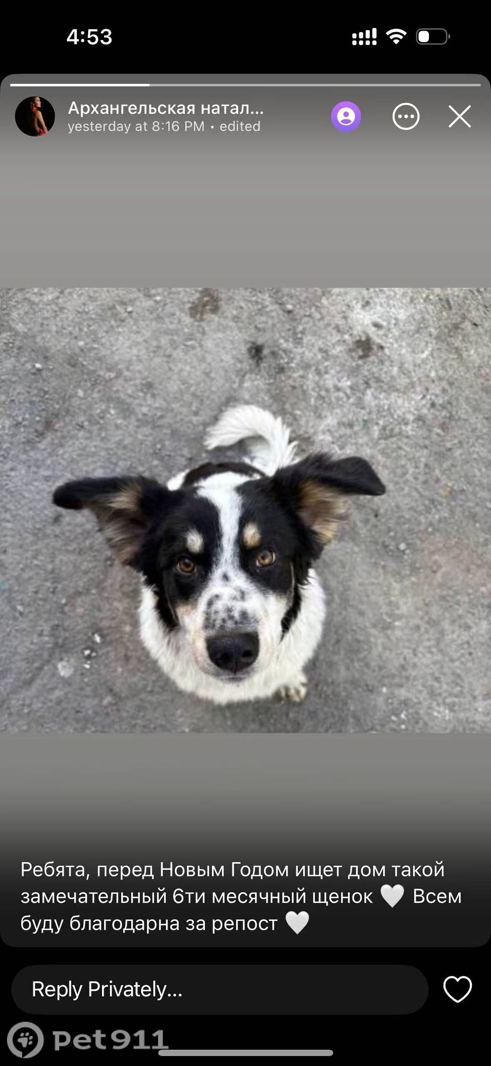 Найдена собака в Владивостоке — фото объявления