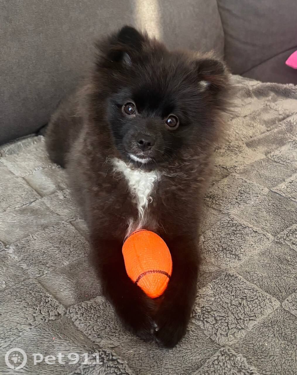 Пропала собака в Владивостоке — фото объявления