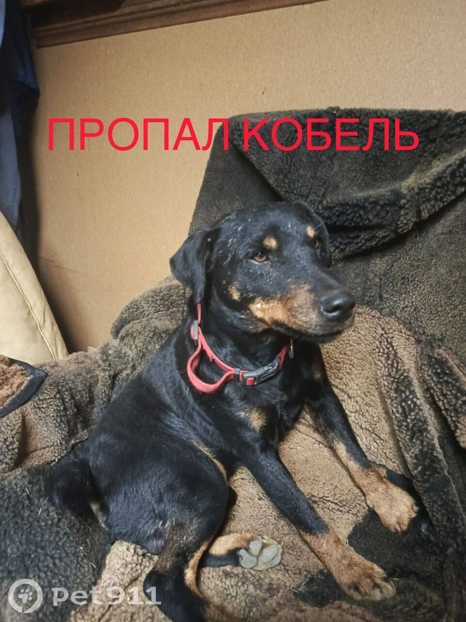 Пропала собака в Владивостоке — фото объявления