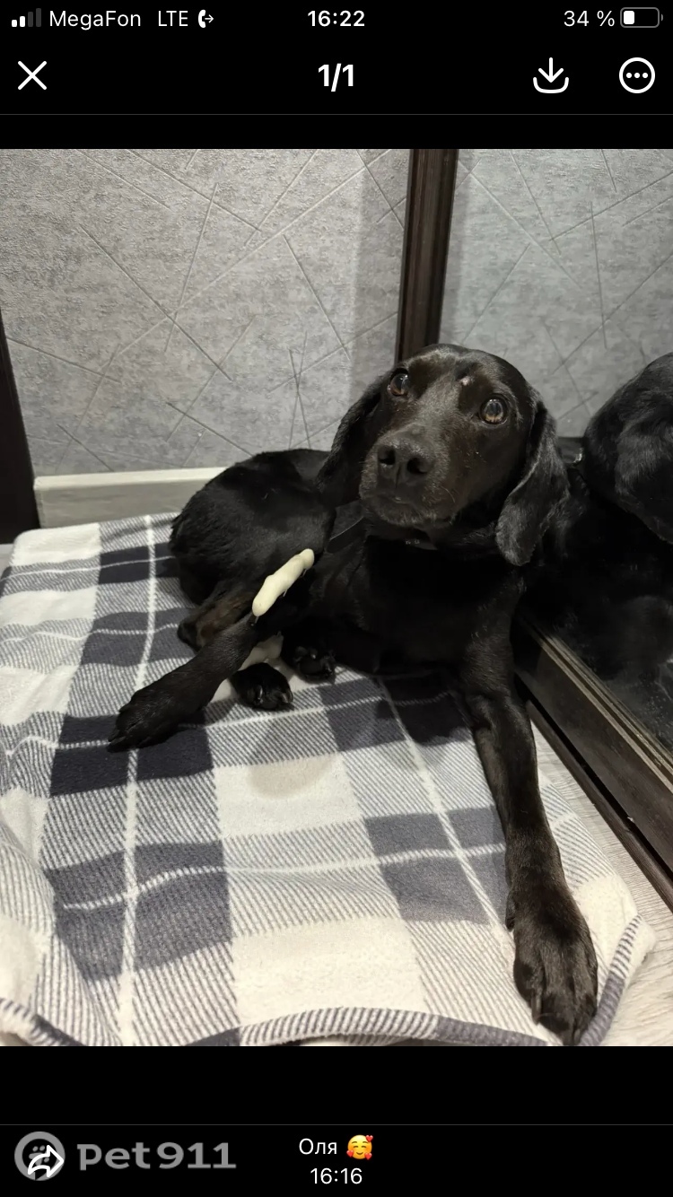 Пропала собака в Владивостоке — фото объявления