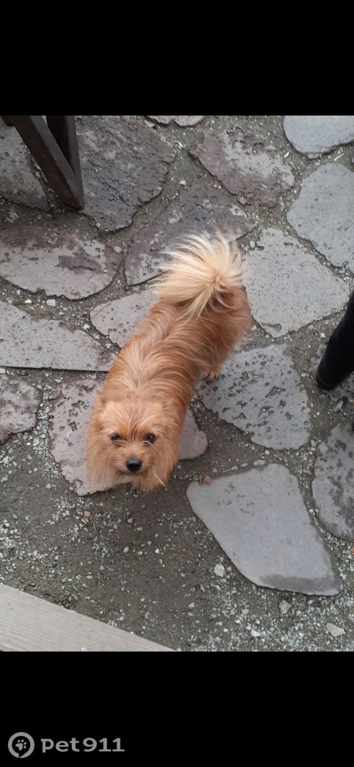 Пропала собака в Владивостоке — фото объявления