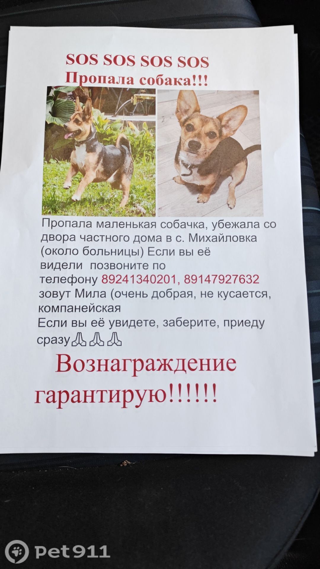 Пропала собака в Владивостоке — фото объявления